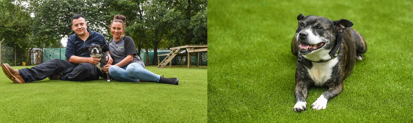 LazyLawn for Dogs