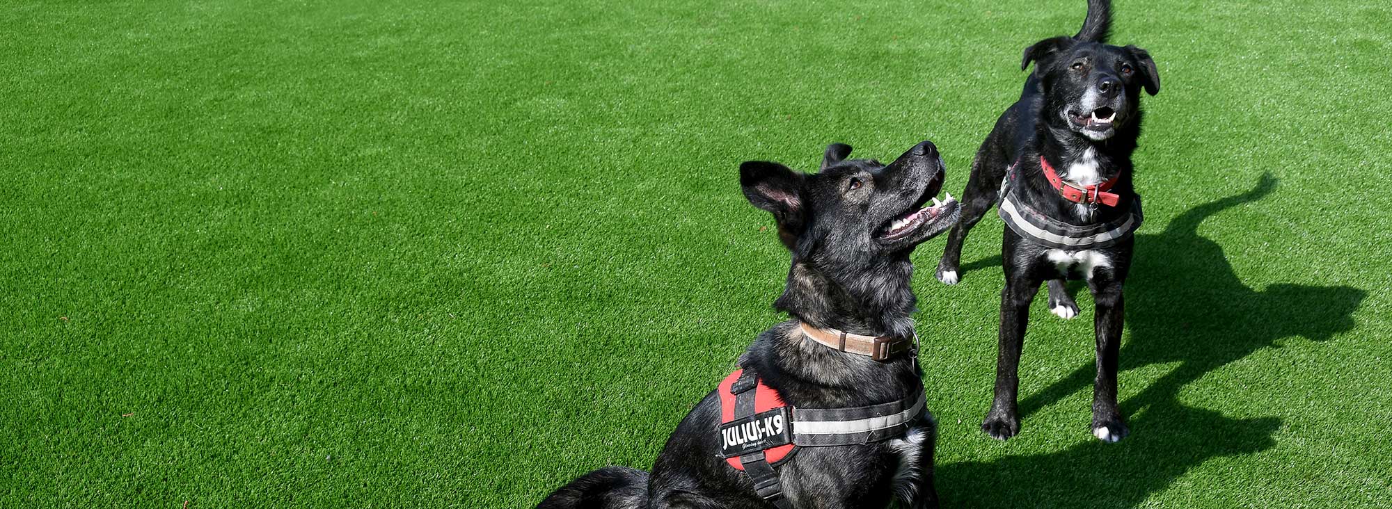 Rescue dogs’ grass is greener at Somerset shelter LazyLawn