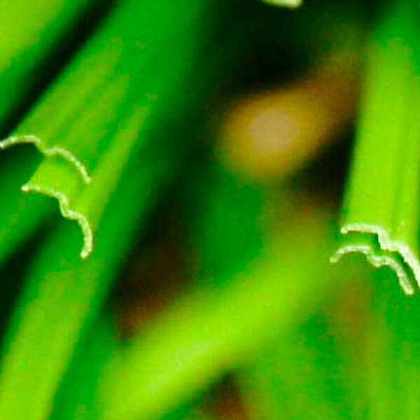 Close up image of LazyLawn Wonder Yarn