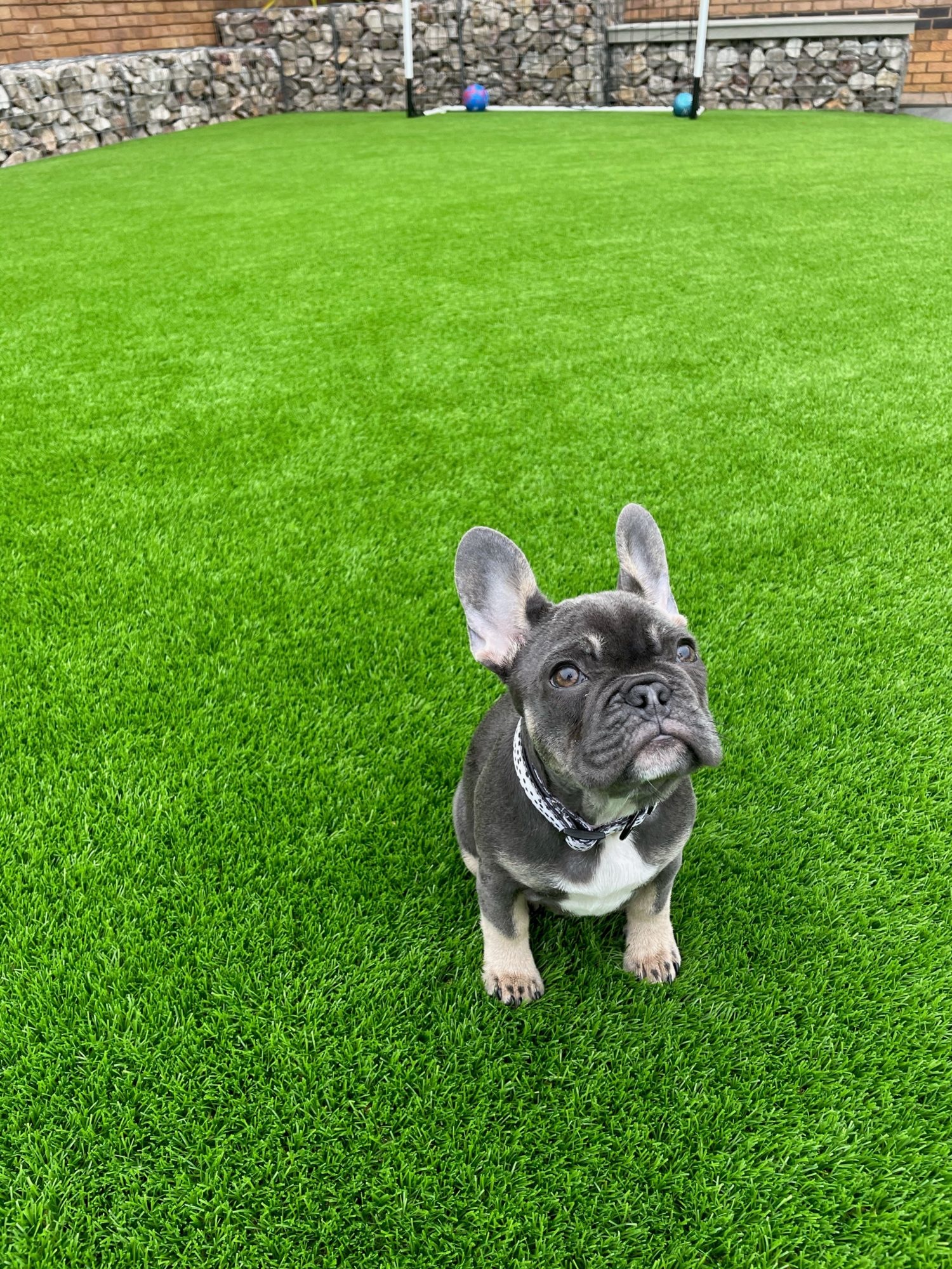 LazyLawn artificial grass is dog friendly