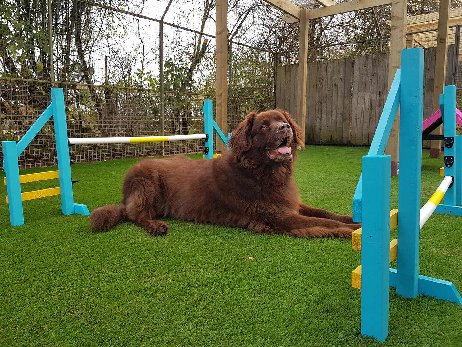 A dog from the Rescue Centre lying down on artificial grass