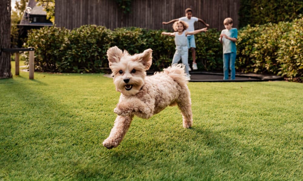 A dog & family playing on artificial grass
