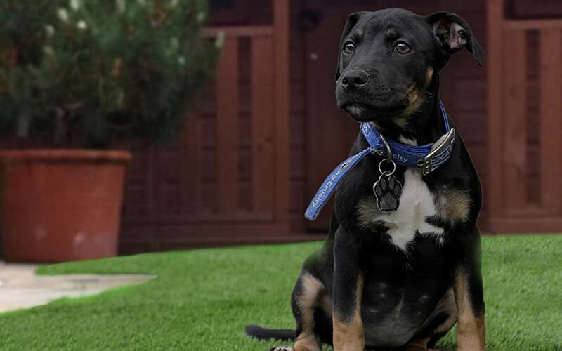 Dog on artificial grass 2