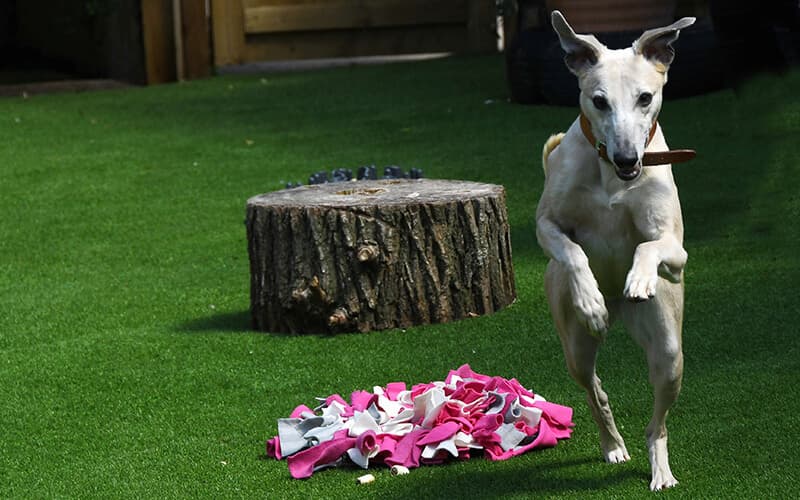 Dog on LazyLawn artificial grass